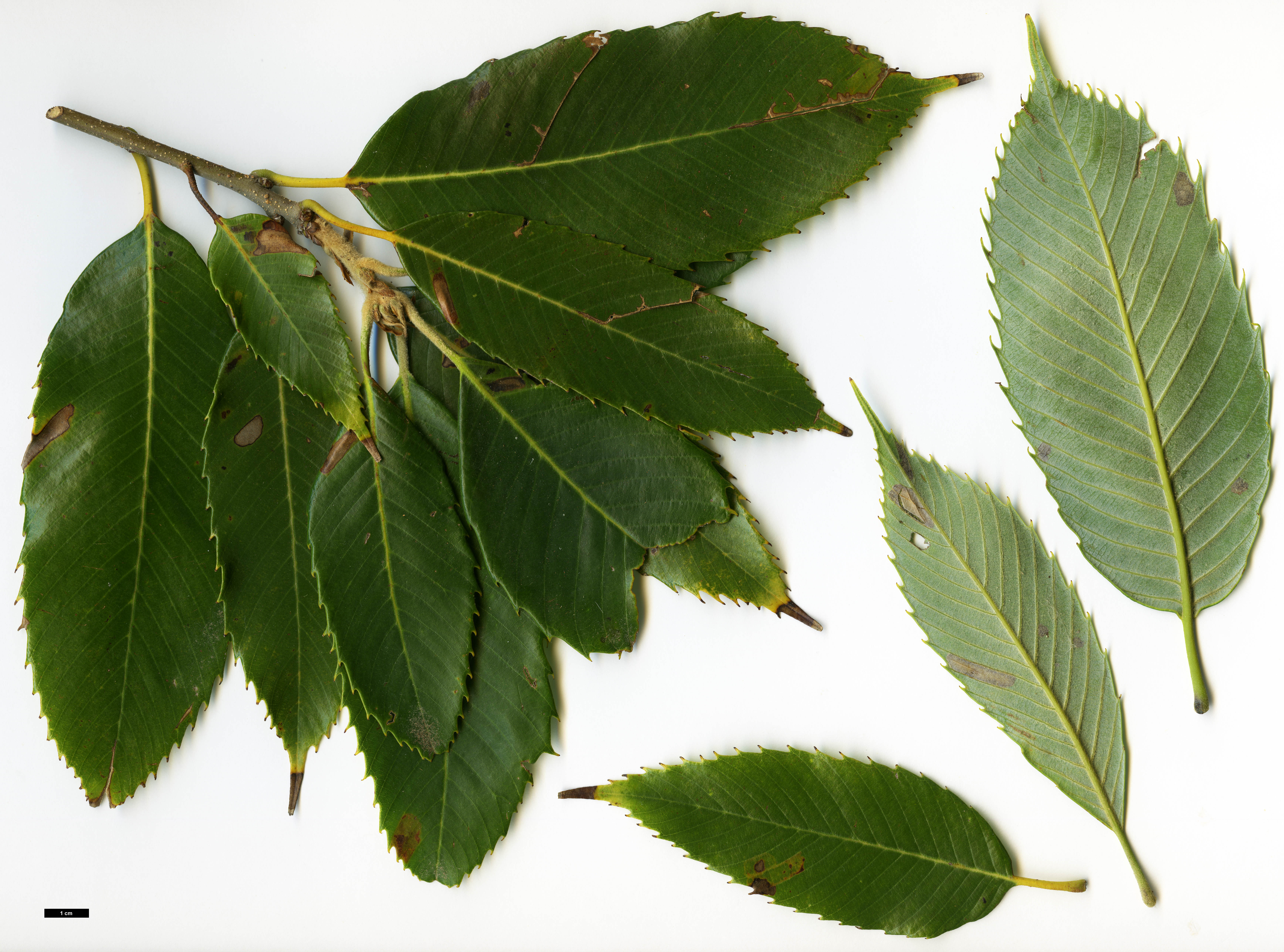 High resolution image: Family: Fagaceae - Genus: Quercus - Taxon: chrysocalyx 